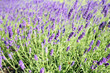 Blooming lavender
