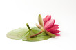 water lily water lily