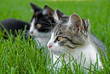 kittens in grass