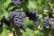 Grappes de raisins