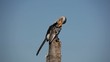 Yellow-billed hornbill sitting on a branch preening