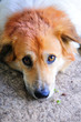 Sad dog