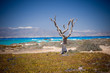 Crete