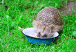 Hedgehog
