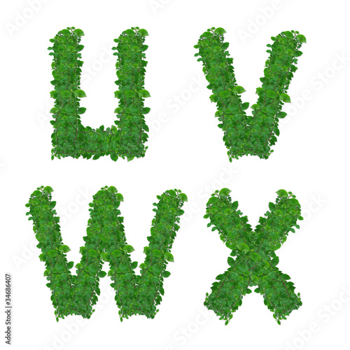 Photo: leaf alphabet U-X leaf alphabet U-X