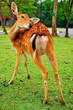 The sika deer
