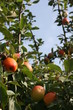 pommier et ses pommes 3 pommier et ses pommes 3