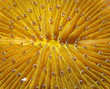Anemone