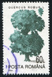 Quercus robur