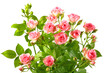Bush with pink roses and green leafes