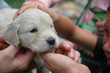 Chiot de Golden retriever et mains d'enfants