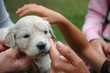 Chiot de Golden retriever et mains d'enfants
