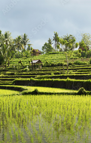Photo: rice field landscape in bali indonesia rice field landscape in bali indonesia