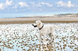 golden retriever on the beach