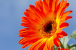 Close Up of Vibrant Orange Gerber Daisy Against Blue Sky