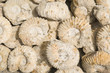 Fossile