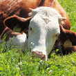 Cow paused