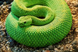 A close-up shot snake python, curled up in the ring