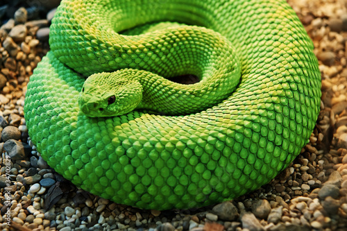 Photo: A close-up shot snake python, curled up in the ring A close-up shot snake python, curled up in the ring