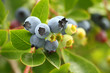 Blueberries on the Bush Blueberries on the Bush