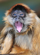 rare blue eyed spider monkey yawning, chagres national park, col rare blue eyed spider monkey yawning, chagres national park, col