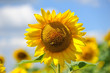big sunflowers and bees against the sky