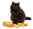 Foto: cat and autumn isolated cat and autumn isolated