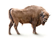 european bison isolated on white background
