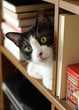 Ｂｏｏｋｃａｓｅ