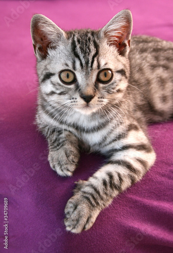 Foto: Katzenbaby Katzenbaby