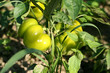 Round sweet peppers