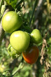 Tomatoes on the bush