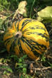 Round pumpkin in the garden