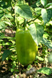 Sweet pepper