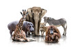 Gruppen Tierportrait
