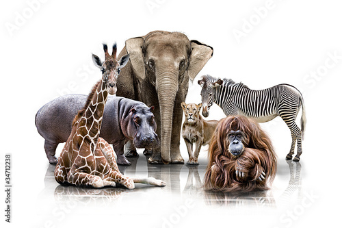Photo: Gruppen Tierportrait Gruppen Tierportrait