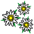 Alpenblumen  / Edelweiß / Edelweiss