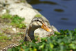 Foto: Canard Canard