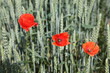 Getreide und Mohn