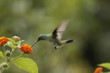 Vol du Colibri Vol du Colibri