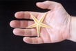 Starfish removed from the sea