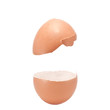 egg shell