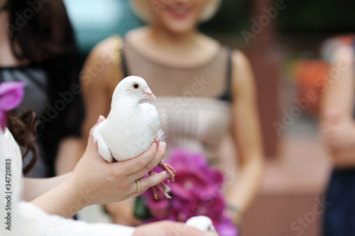 Foto: A white wedding dove at bride's hands A white wedding dove at bride's hands