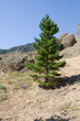 A small pine on a mountainside