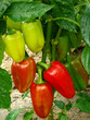 pepper plant with ripening fruits pepper plant with ripening fruits