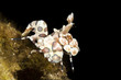 Harlekingarnele (Hymenoceridae)