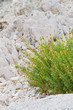 Flowers on the rocks