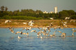 seagulls at nature park