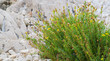 Flowers on the rocks