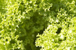 krauser grüner salat
